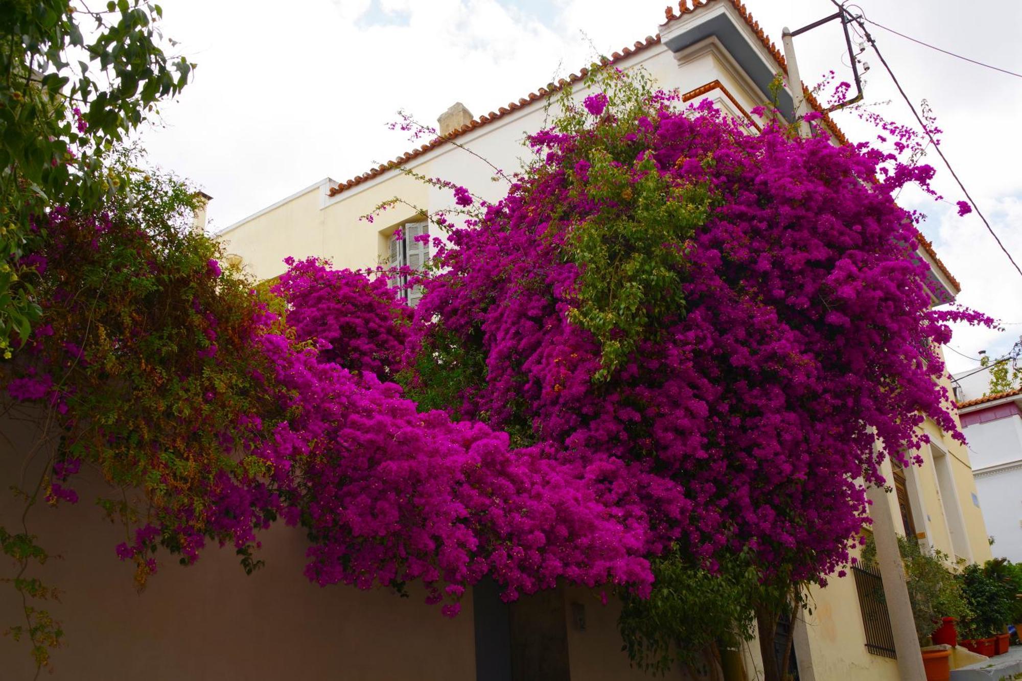 Aparthotel Absolute Athens Acropolis View Exterior foto